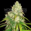 Afghan Kush x Yumbolt Feminised Seeds