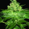 Afghan Kush Feminised Seeds