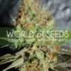 afghan_kush_special