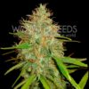 afghan_kush_x_skunk