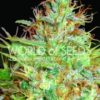 Afghan Kush x Skunk Feminised Seeds