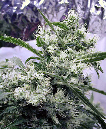 Semena marihuany AK47 Regulérní