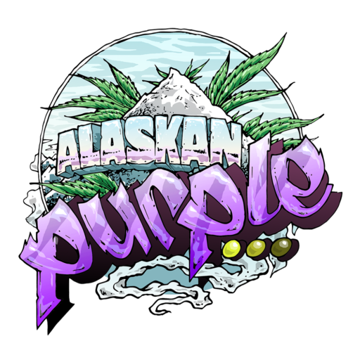 Semena marihuany Alaskan Purple Auto Feminizovaná