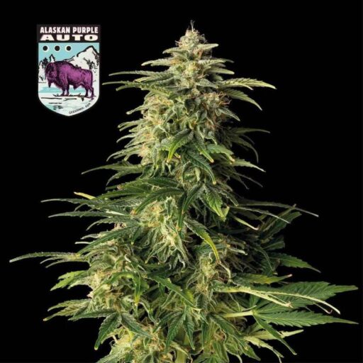 Semena marihuany Alaskan Purple Auto Feminizovaná