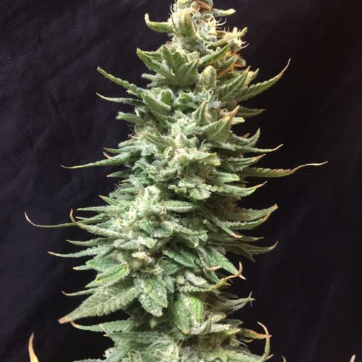 Amnesia FAST Feminised Seeds