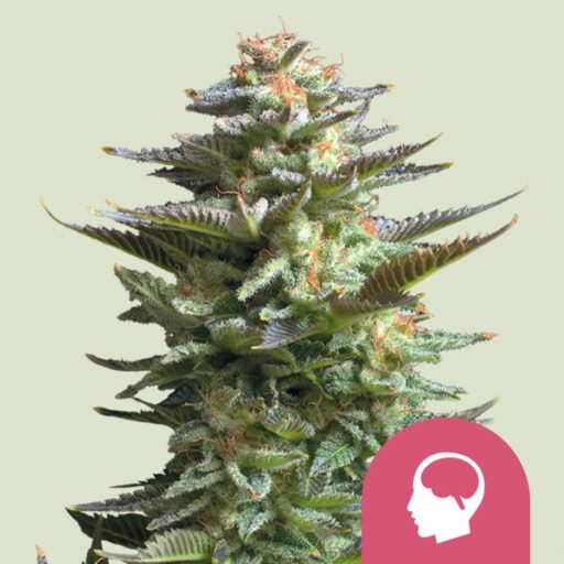 Semena marihuany Amnesia Haze Feminizovaná