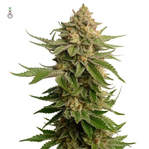Semena marihuany AK OG Kush Feminizovaná
