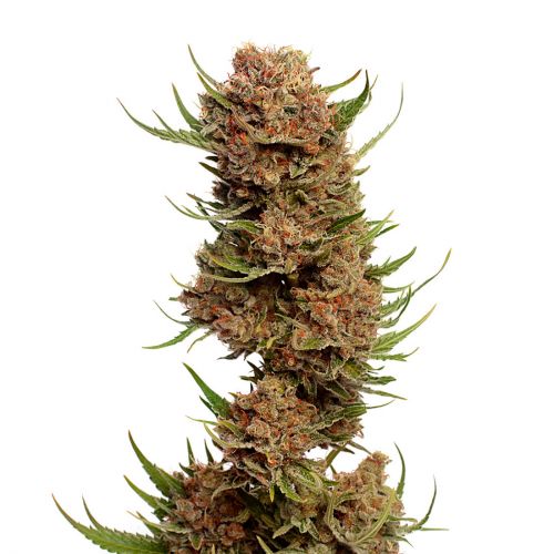 Semena marihuany Pineapple Kush Feminizovaná