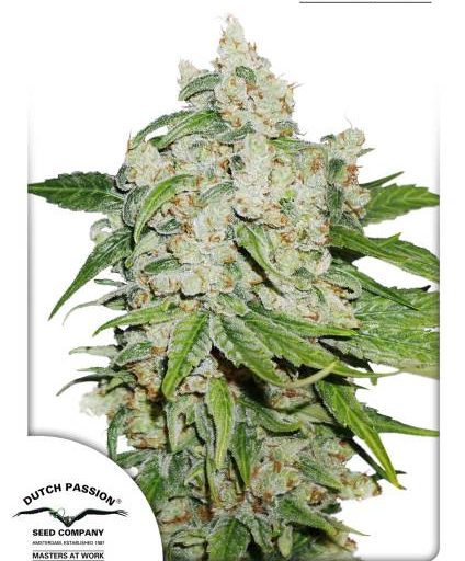 Brooklyn Sunrise Auto Feminised Seeds