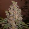 Cheese Auto Feminised Seeds (formerly Funk Skunk Auto)