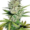 Super Skunk Auto Feminised Seeds