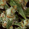 auto-widow-2