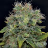 Yumbolt Auto Feminised Seeds