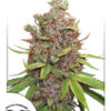 autoglueberry-og-dutch-passion_1