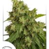 autoxtreme-dutch-passion
