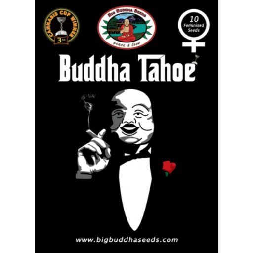 big-buddha-seeds-buddha-tahoe