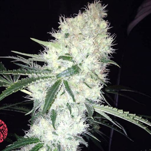 Big White Feminizovaná
