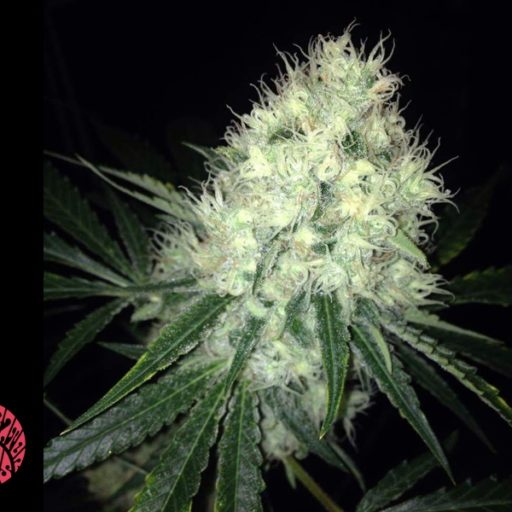 big-white-cola