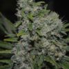 Black Zombie Feminised Seeds