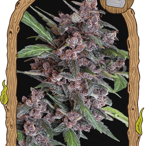 Semena marihuany Black Lemon Auto Feminizovaná