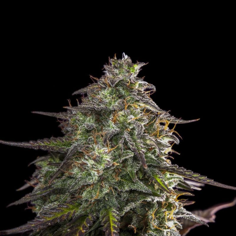 Semena marihuany Blue Cheese Auto Feminizovaná