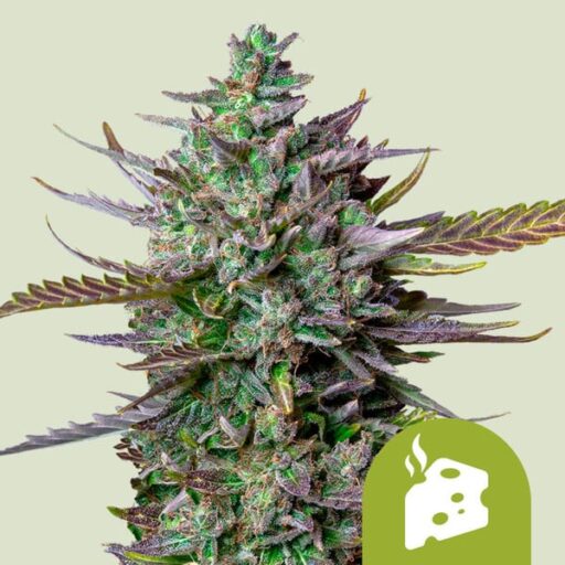 Semena marihuany Blue Cheese Auto Feminizovaná