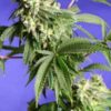 Blueberry Feminised Seeds