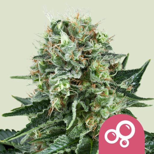 Semena marihuany Bubble Kush Feminizovaná