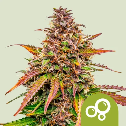 Semena marihuany Bubble Kush Auto Feminizovaná