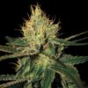 Cannalope Haze Regulérní