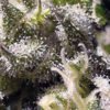 Caramel Cream Auto Feminised Seeds
