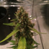 cbd-3d-2