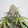 cbd-charlottes-angel-2