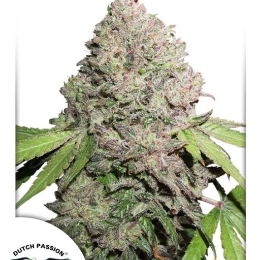 Charlotte's Angel CBD Feminised Seeds