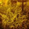 Mix Indica CBD Feminizovaná
