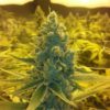 CBD Medi Haze Feminizovaná