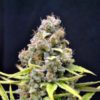 CBD Shark Feminised Seeds