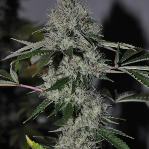 Semena marihuany Chem 4 OG Feminizovaná
