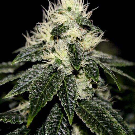 Semena marihuany Chem 91 Feminizovaná