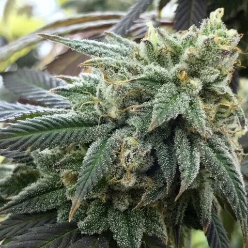 Semena marihuany Chem Valley Kush Feminizovaná