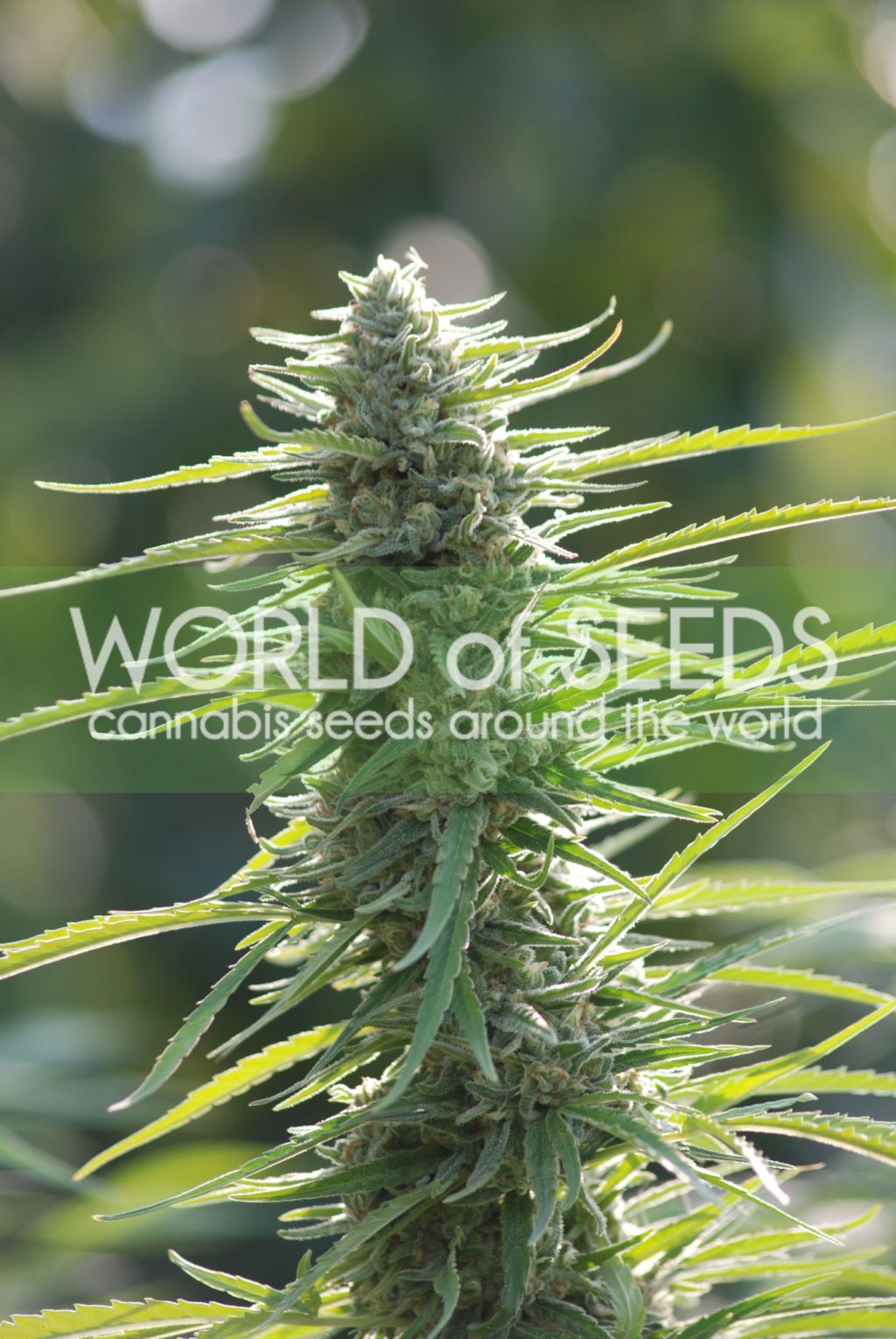 Colombian Gold Feminised Seeds