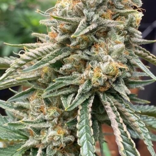 Semena marihuany Corleone Kush Feminizovaná