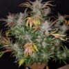 Cream Cookies Auto Feminised Seeds