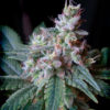 Cream Caramel Feminised Seeds