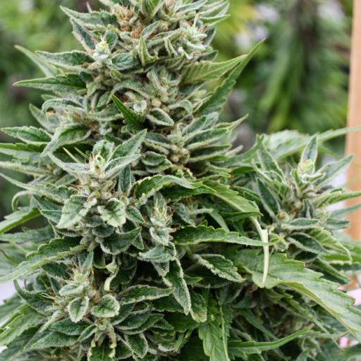 critical-707-cbd-reg-2