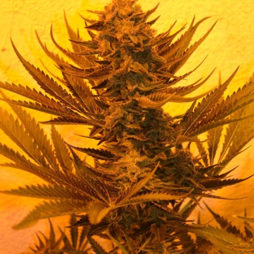 Critical 707 CBD Regulérní