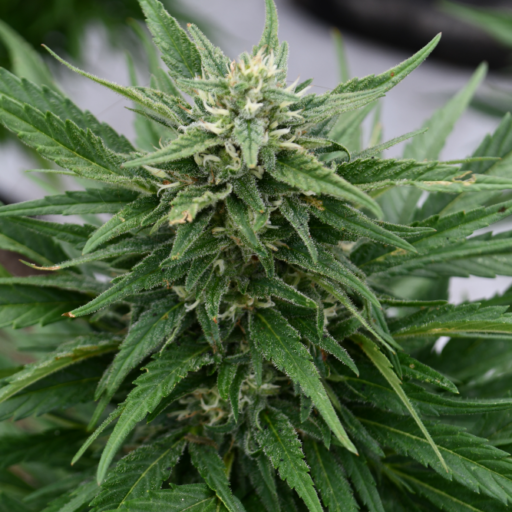 critical-sour-diesel-cbd-reg-2