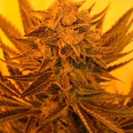 Critical Sour Diesel CBD Regulérní