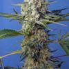 Crystal Candy F1 Fast Version Feminised Seeds
