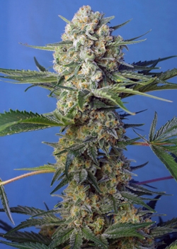 Crystal Candy F1 Fast Version Feminised Seeds